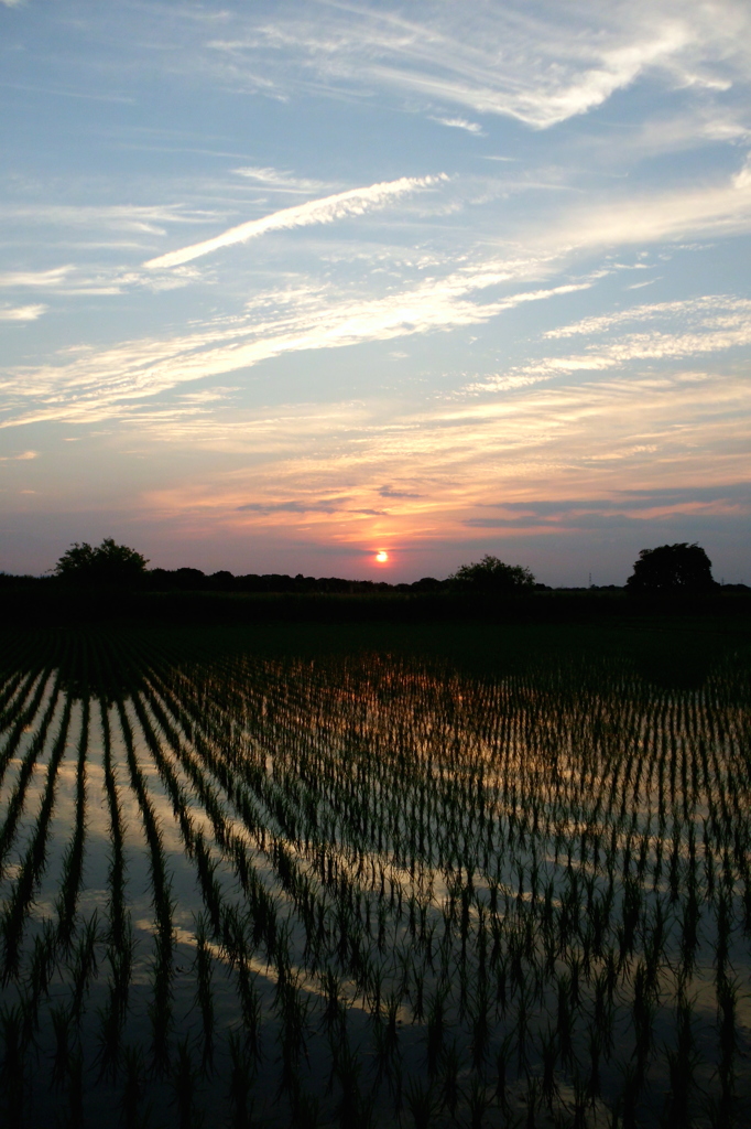 2015/05/24_水田の夕暮れ