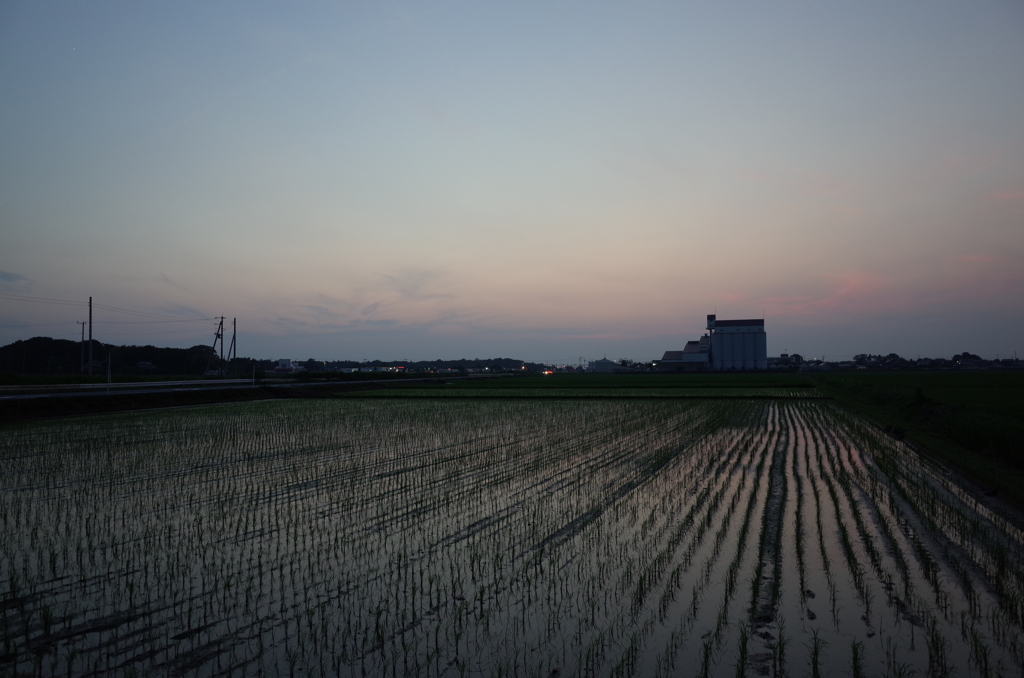 2015/07/11_水田の夕暮れ