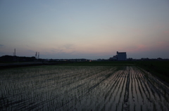 2015/07/11_水田の夕暮れ