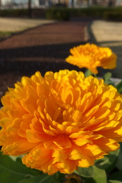 2016/03/19_花の丘農林公苑