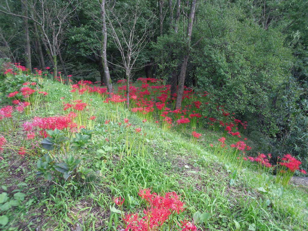 2017/09/18_下里の槻川流域の彼岸花