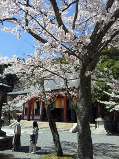 2019/04/13_鞍馬寺 桜と本殿金堂