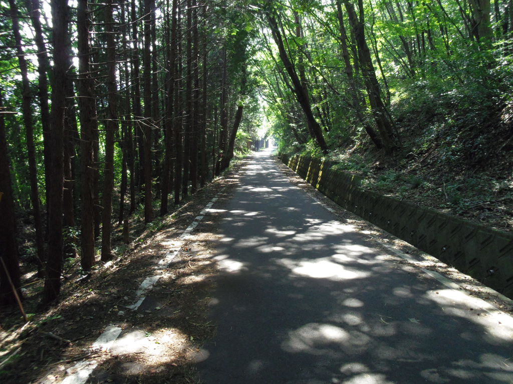 2017/09/10_木漏れ日の林道