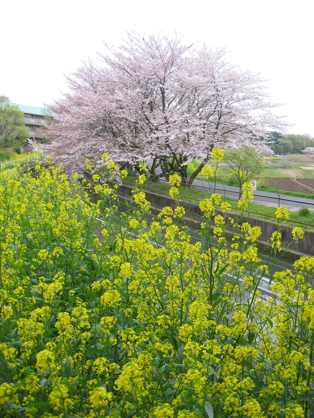 2016/04/10_見沼代用水の桜と菜の花