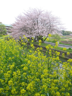 2016/04/10_見沼代用水の桜と菜の花