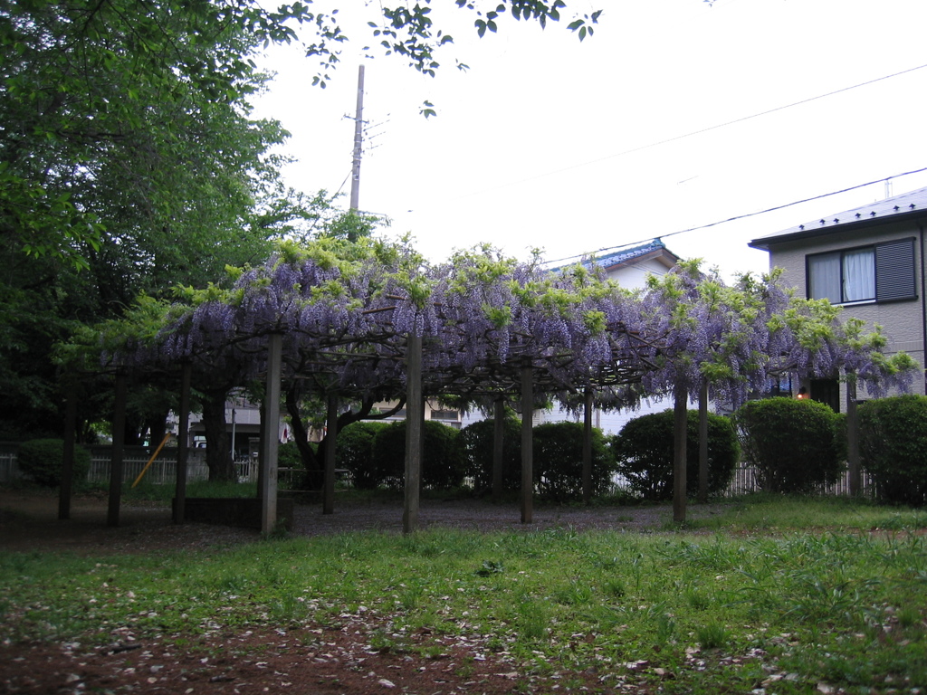 2017/05/03_氷川児童公園の藤