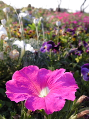 2017/05/05_花のオアシスの花