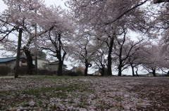 2015/04/04_氷川児童公園の桜