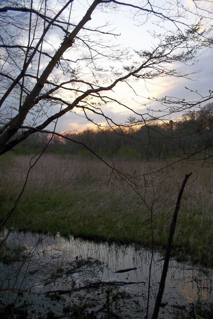 2016/03/26_北本自然観察公園