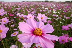 2015/11/01_吹上のコスモス畑