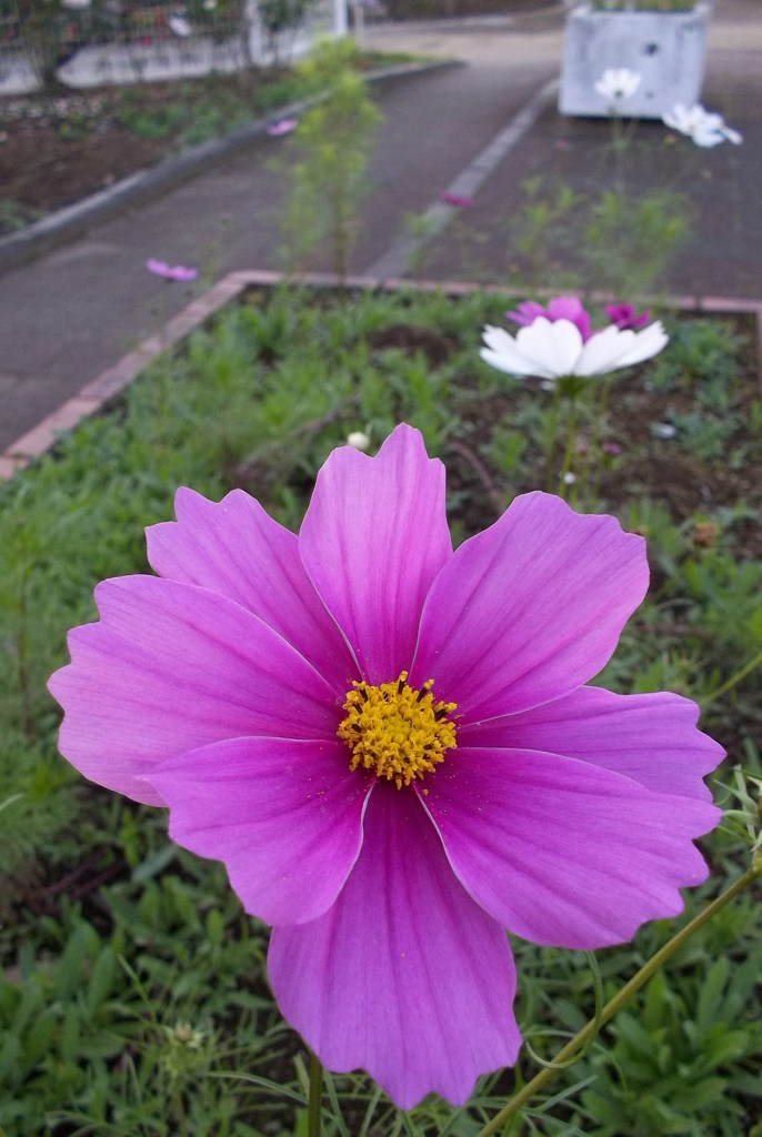 2015/10/18_伊奈バラ園のコスモス