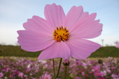 2015/11/01_吹上のコスモス畑