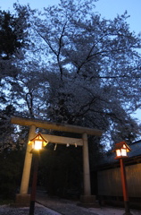 2014/04/05_伊奈崇霊社の夜桜