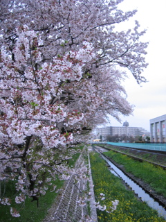 2017/04/09_芝川の桜と菜の花
