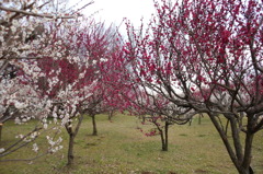 2016/02/28_花の丘農林公苑の紅白梅