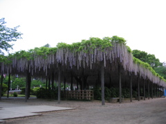 2016/05/07_玉敷公園の藤