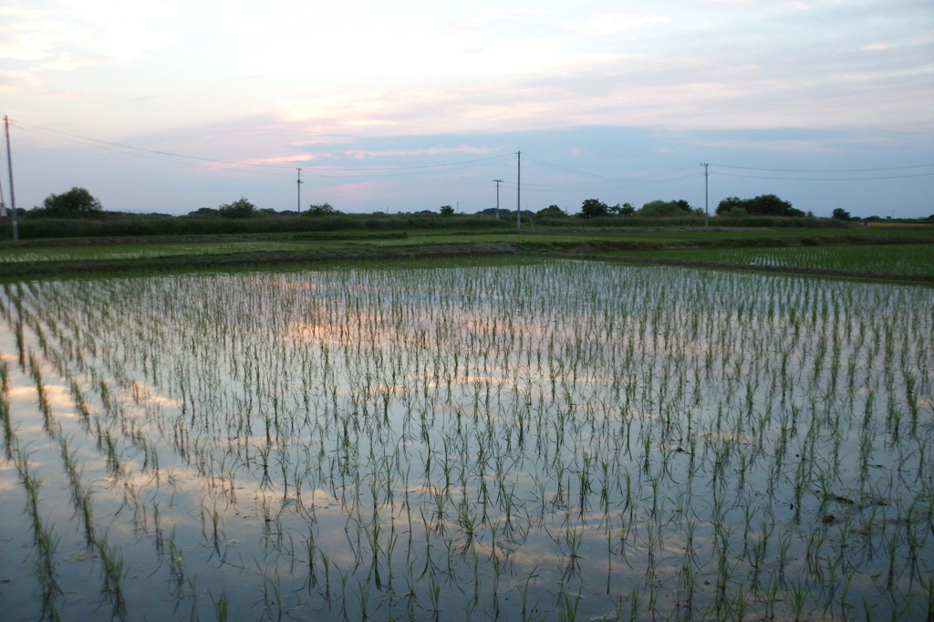 2015/05/24_水田の夕暮れ