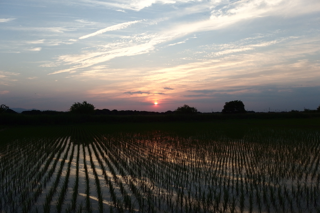 2015/05/24_水田の夕暮れ