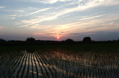 2015/05/24_水田の夕暮れ