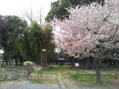 2016/04/10_竹林公園の桜