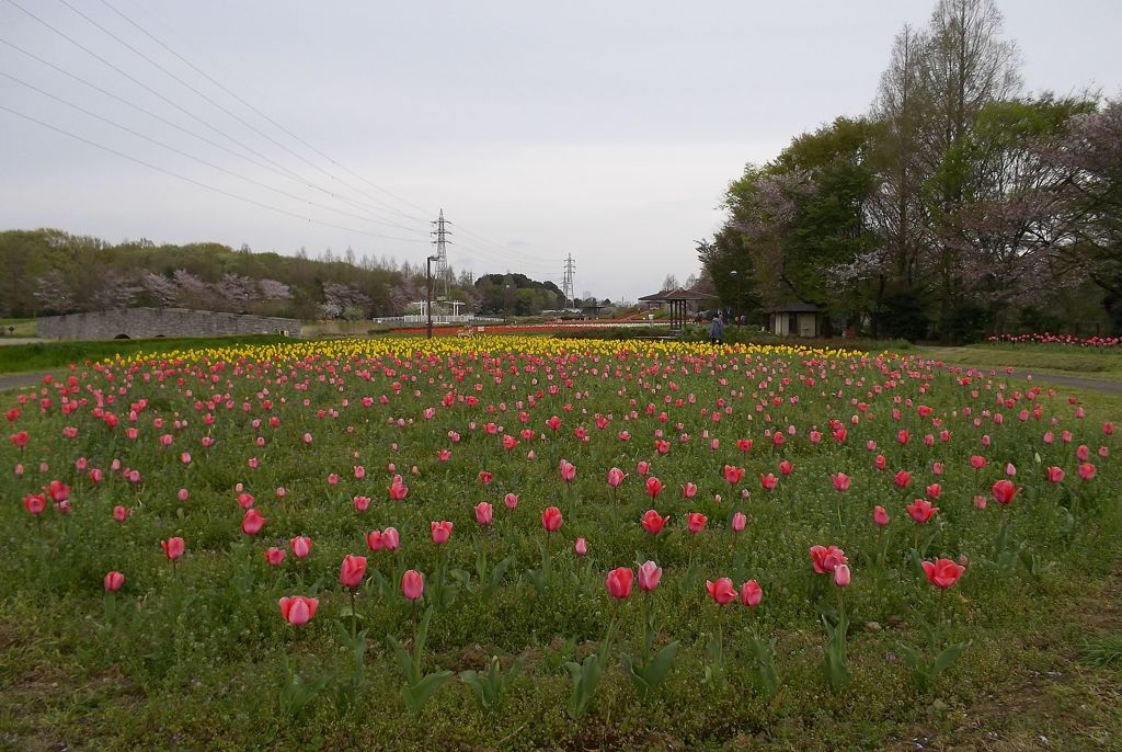 2016/04/09_花の丘農林公苑のチューリップ