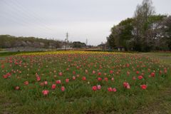 2016/04/09_花の丘農林公苑のチューリップ