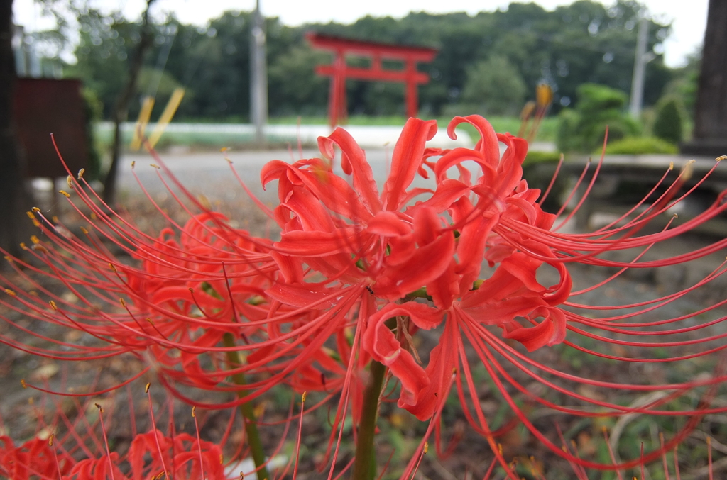 2015/09/21_神社の彼岸花