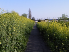 2017/04/16_菜の花の道