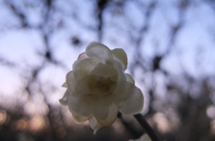 2016/01/10_鹿島古墳公園の夕暮れロウバイ
