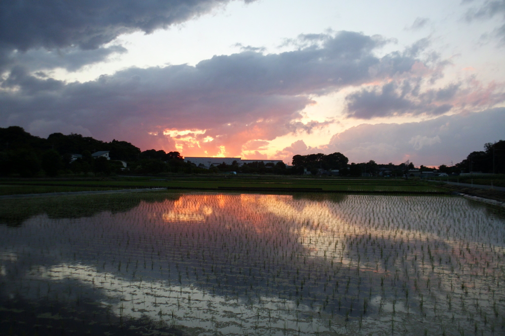 2015/06/06_水田の夕暮れ