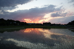 2015/06/06_水田の夕暮れ