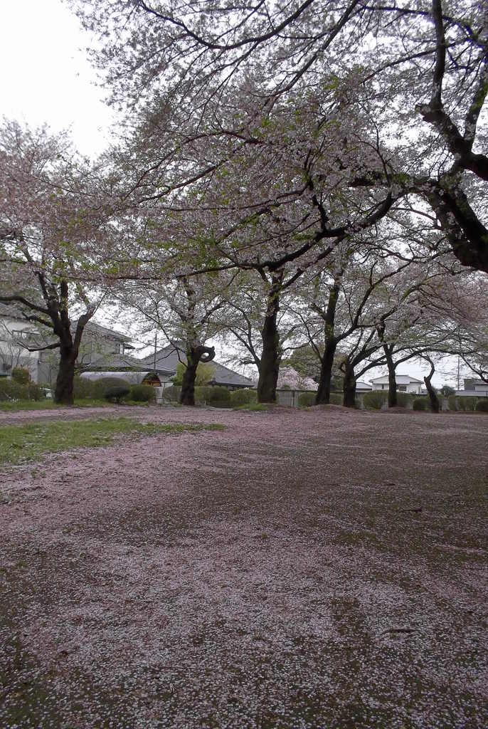 2016/04/10_氷川児童公園の桜