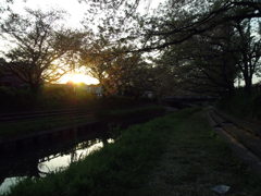 2017/04/16_元荒川の夕暮れ桜