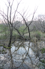 2016/03/26_北本自然観察公園