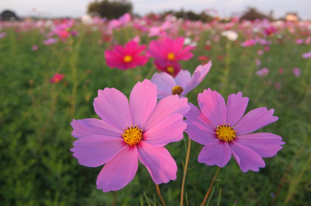 2014/10/19_コスモス畑