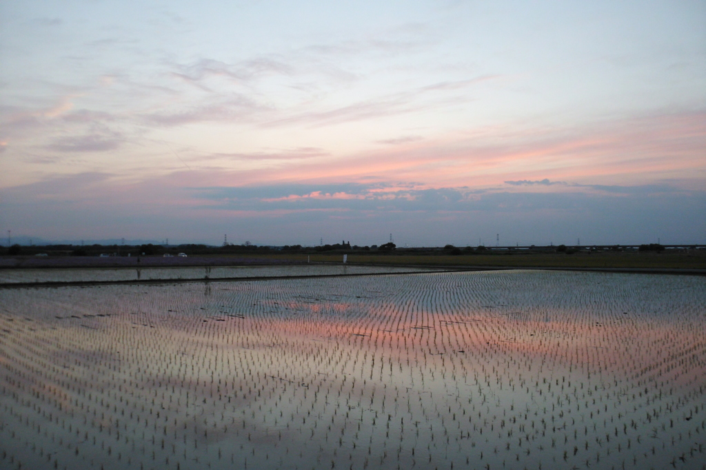 2015/05/24_水田の夕暮れ