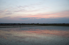2015/05/24_水田の夕暮れ