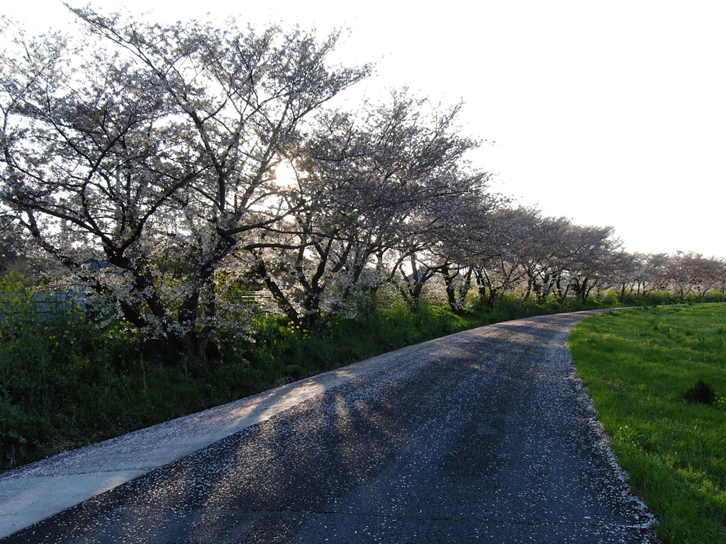 2017/04/15_夕暮れ桜