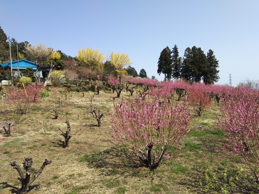2018/03/25_花桃の郷