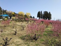 2018/03/25_花桃の郷