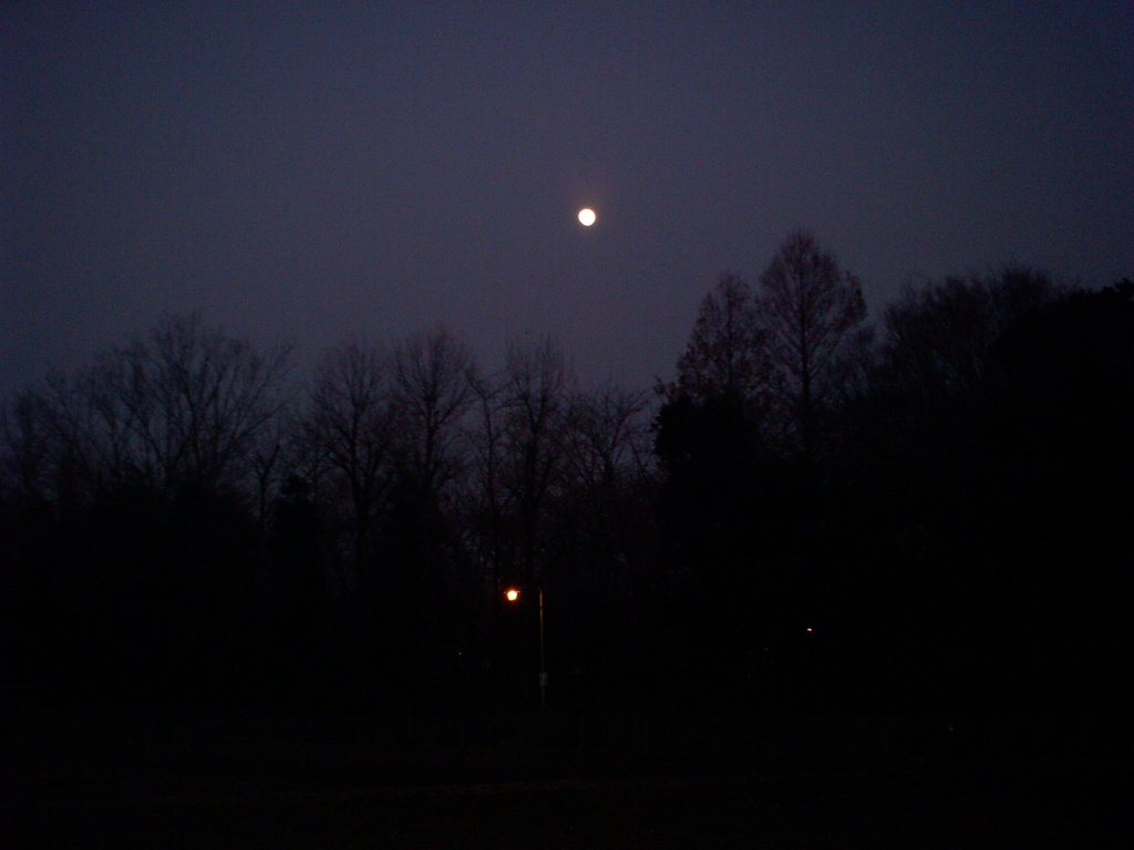 2014/03/15_月と木