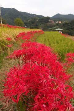 2015/09/21_寺坂棚田の彼岸花