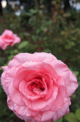 2014/06/29_雨上がりの伊奈バラ園