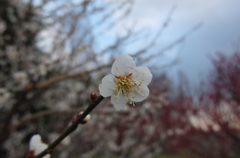 2016/02/28_花の丘農林公苑の白梅