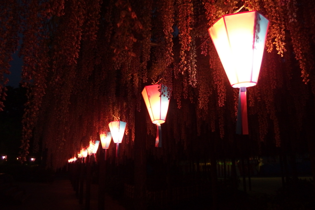 2016/05/07_玉敷公園の夜藤