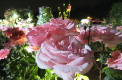 2015/05/17_夜の伊奈バラ園