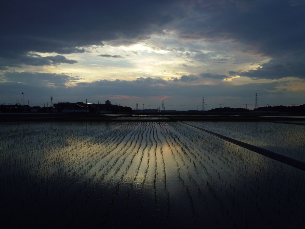 2017/06/10_水田の夕暮れ