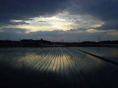 2017/06/10_水田の夕暮れ
