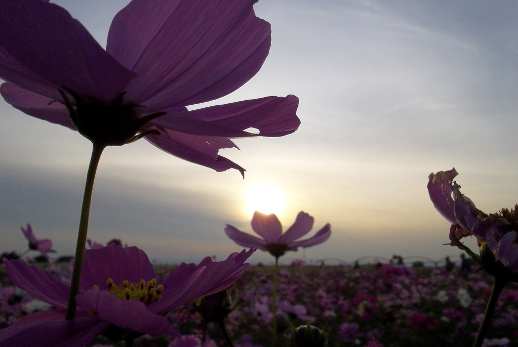 2015/11/01_夕暮れの吹上コスモス畑