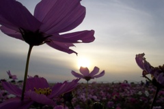 2015/11/01_夕暮れの吹上コスモス畑